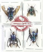 Scientific lot no. 89 Diptera (4 pcs A-)