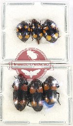 Scientific lot no. 161 Erotylidae (6 pcs)