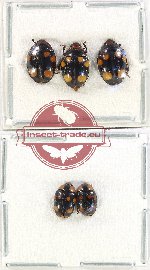 Scientific lot no. 162 Erotylidae (5 pcs)