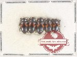 Scientific lot no. 163 Erotylidae (5 pcs)