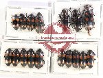 Scientific lot no. 160 Erotylidae (17 pcs)