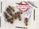 Scientific lot no. 127 Cleridae (8 pcs)