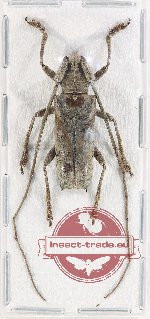 Potemnemus sp. 1X
