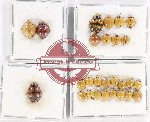 Scientific lot no. 113 Coccinelidae (27 pcs)