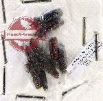 Bostrichidae Scientific lot no. 54 (9 pcs)