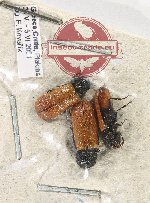 Bostrichidae Scientific lot no. 53 (3 pcs)