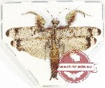 Mantidae sp. 37 (A-)