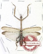 Ceratocrania sp. 2