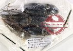 Scientific lot no. 167 Elateridae (5 pcs)