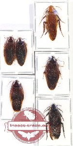Scientific lot no. 101 Blattodea (6 pcs)