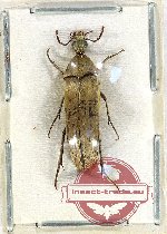 Pelecotomoides sp. 1