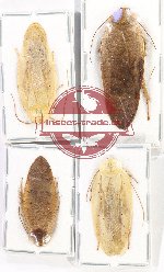 Scientific lot no. 100 Blattodea (4 pcs)