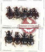 Hybosorinae Scientific lot no. 97 (9 pcs)