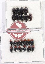 Hydrophilidae Scientific lot no. 265 (21 pcs)