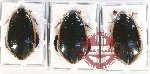 Scientific lot no. 113 Dytiscidae (3 pcs)