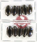 Gyrinidae Scientific lot no. 40 (10 pcs)