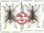 Scientific lot no. 777 Curculionidae (2 pcs)