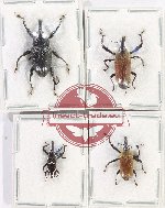 Scientific lot no. 776 Curculionidae (4 pcs A2)