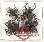 Scientific lot no. 200XA Curculionidae (8 pcs)