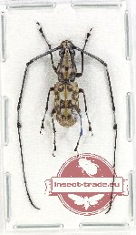 Xenocerus sp. 10