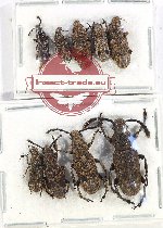 Scientific lot no. 158 Anthribidae (9 pcs)