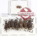 Scientific lot no. 157 Anthribidae (8 pcs)