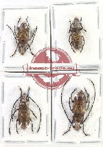 Scientific lot no. 155 Anthribidae (4 pcs)