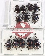 Scientific lot no. 92 Endomychidae (12 pcs)