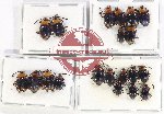 Scientific lot no. 94 Endomychidae (20 pcs - 6 pcs A2)