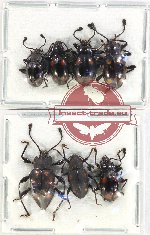 Scientific lot no. 91 Endomychidae (7 pcs)