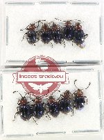 Scientific lot no. 93 Endomychidae (10 pcs A2)