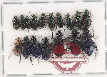 Scientific lot no. 707 Carabidae (17 pcs)