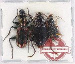 Scientific lot no. 716 Carabidae (3 pcs)