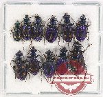 Scientific lot no. 708 Carabidae (11 pcs)