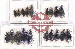 Scientific lot no. 709 Carabidae (19 pcs - 5 pcs A2)