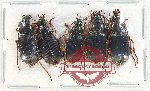 Scientific lot no. 710 Carabidae (5 pcs A-/A2)