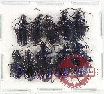 Scientific lot no. 706 Carabidae (10 pcs A-, A2)