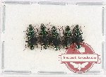 Scientific lot no. 713 Carabidae (5 pcs)