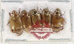 Scientific lot no. 344 Rutelinae (5 pcs)