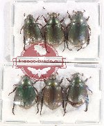 Scientific lot no. 347 Rutelinae (6 pcs A2)