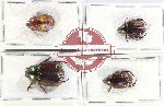 Scientific lot no. 350 Rutelinae (4 pcs)