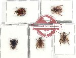 Scientific lot no. 349 Rutelinae (5 pcs)