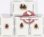 Scientific lot no. 346 Rutelinae (5 pcs)