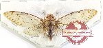 Cicadidae sp. 77