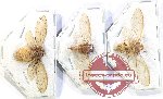 Scientific lot no. 21 Cicadidae (3 pcs A2)