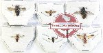 Scientific lot no. 91 Diptera (6 pcs)