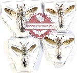 Scientific lot no. 450 Hymenoptera (4 pcs)