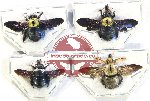 Scientific lot no. 55X Hymenoptera (4 pcs A-)