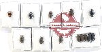 Scientific lot no. 438 Tenebrionidae (13 pcs A, A-, A2)