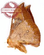 Cricula baliensis Naumann et Loffler, 2010 (AA-)